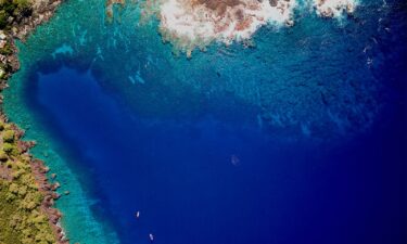 Sea urchin populations are ballooning in the bay