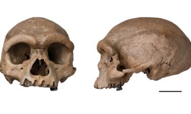 The nearly complete cranium recovered from a well in Harbin