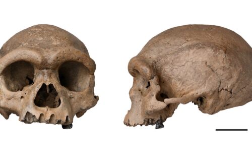 The nearly complete cranium recovered from a well in Harbin