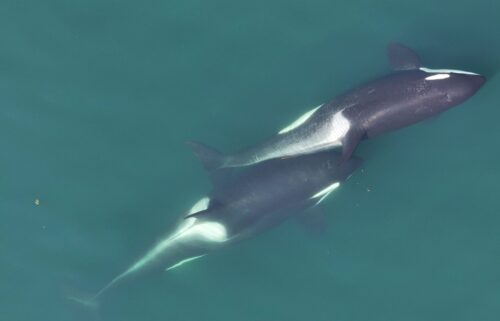 A small length of kelp is visible between the two whales that are "allokelping."