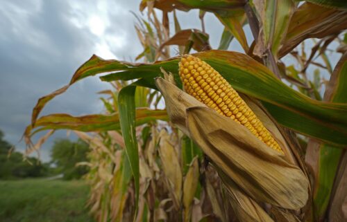 Storm clouds build above a corn field in August 2024