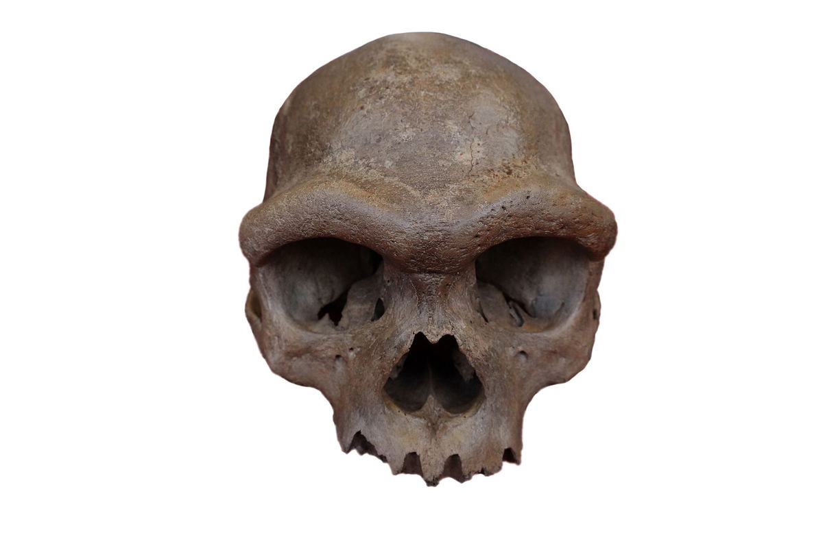 <i>Hebei GEO University via CNN Newsource</i><br/>The nearly complete cranium recovered from a well in Harbin