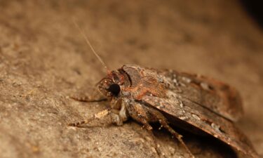 The nocturnal Bogong moth makes an epic journey to cool caves in the Australian Alps