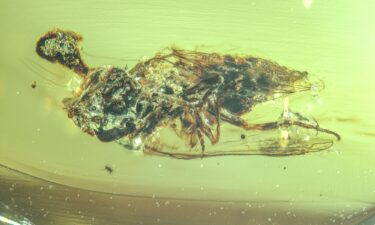 An ant infected with parasitic fungus trapped in 99 million-year-old amber.