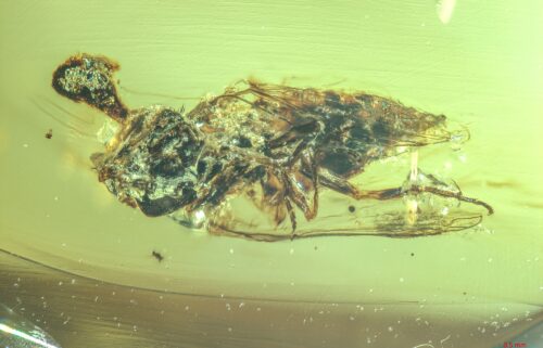 An ant infected with parasitic fungus trapped in 99 million-year-old amber.