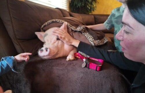 Health officials are threatening to take her away because they say it's illegal to have a pet pig in New York City.