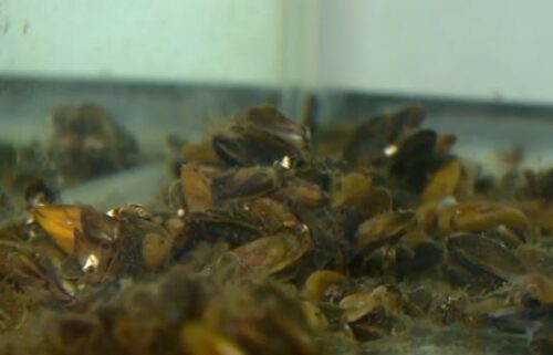 Tanya Veldhuizen is an Environmental Program Manager for DWR and leads their Invasive Mussel Program. She said golden mussels are affecting their facilities across the state.