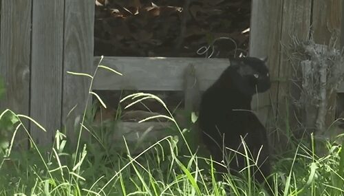 Shelly Toth found half of a cat discarded on her front lawn.