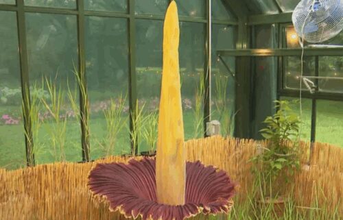 The corpse flower at the Massachusetts Horticultural Society in Dover