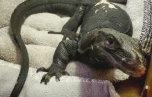 Water monitor lizard that escaped a home in Webster