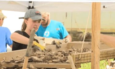 Veterans and active-duty service members helped the Chesapeake Bay Foundation (CBF) add more oysters to Maryland waters.