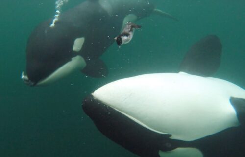 Researchers found 34 cases of killer whales presenting humans with food between 2004 and 2024.