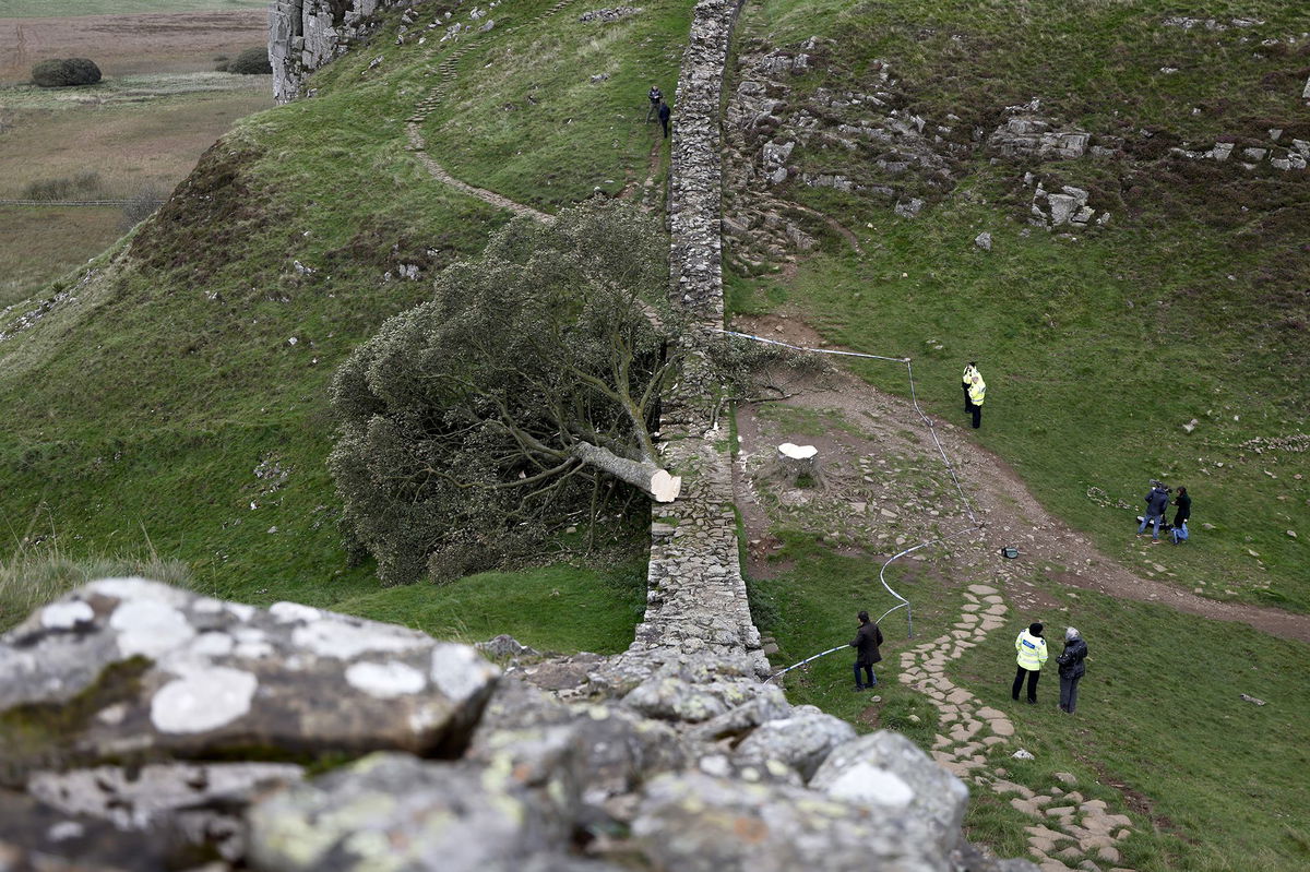 <i>NNPA via CNN Newsource</i><br/>The largest part of the salvaged trunk of the Sycamore Gap Tree will be on display in a public