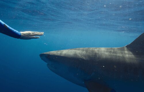 A scene from "Shark Whisperer."