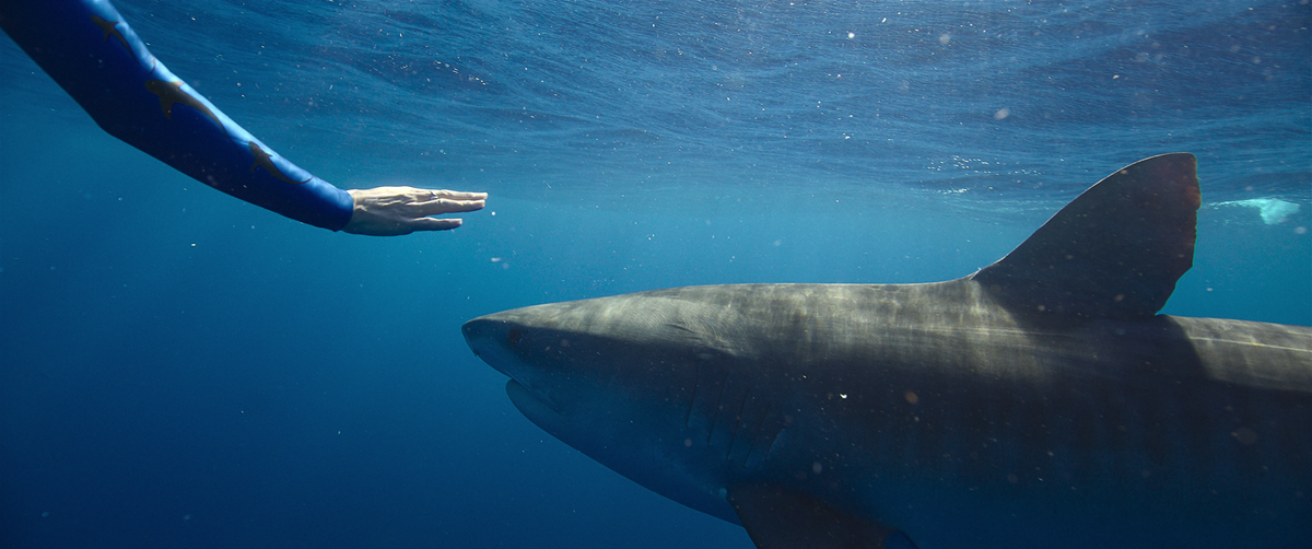 <i>Netflix via CNN Newsource</i><br/>A scene from "Shark Whisperer."