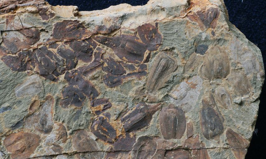 <i>Dr. Zhen Xu via CNN Newsource</i><br/>Another post-extinction lycopod.