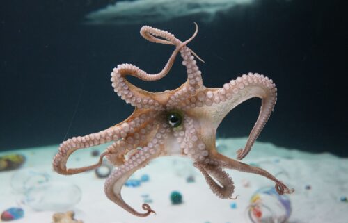 Octopuses are drawn to narrow spaces and can often be found in empty ceramic pots.