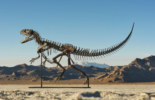 A human is pictured standing next to the fossil.