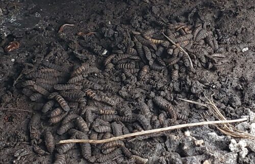 Lead author Melanie Beasley captured this image of a "maggot mass" for a follow-up study related to the newly released paper.