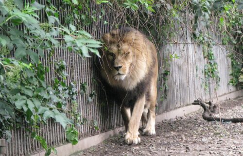 Lions are among the captive predators in the Aalborg Zoo in northern Denmark.