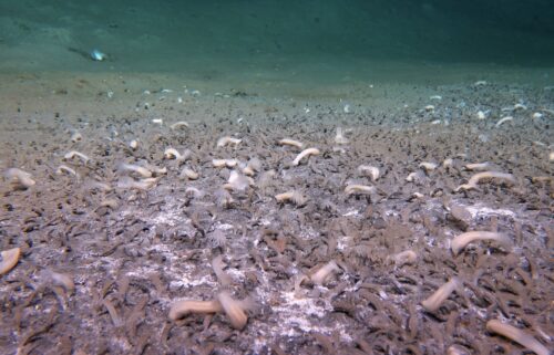 Scientists exploring the hadal zone between Russia and Alaska say they discovered the deepest known ecosystem