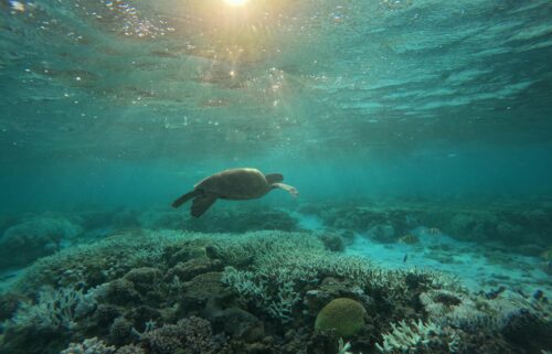 A turtle swims over bleached coral in the lagoon of Lady Elliot Island on the southern Great Barrier Reef