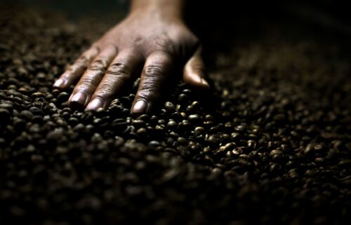 A worker checks roasted coffee beans at a farm near Brasilia