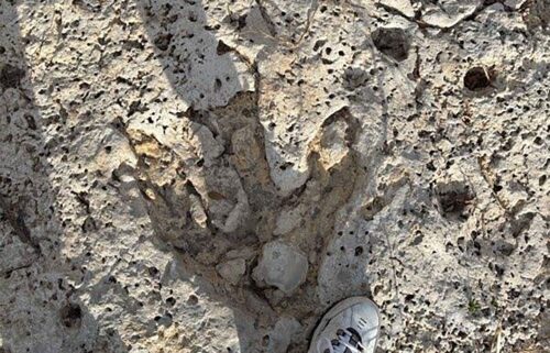Dinosaur tracks were discovered in the Sandy Creek area in Travis County following the devastating July floods in Central Texas.