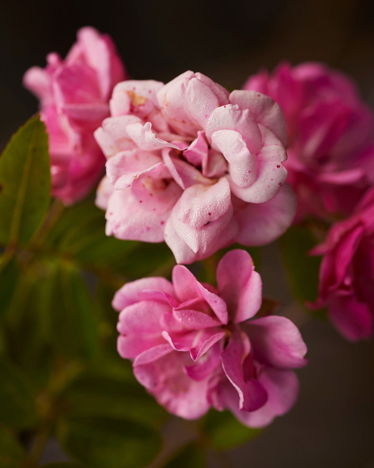<i>Edmund D. Fountain for CNN via CNN Newsource</i><br/>A Peggy Martin rose blooms in Martin's garden in Gonzales