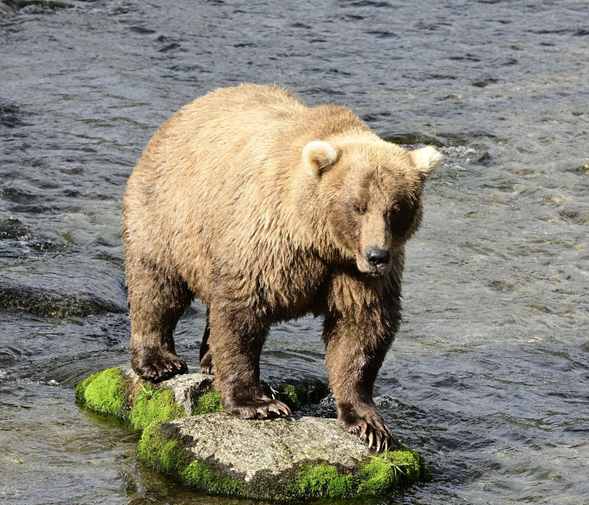 <i>Courtesy of Katmai Conservancy via CNN Newsource</i><br/>Reigning champion 128 Grazer is ready to defend her title.